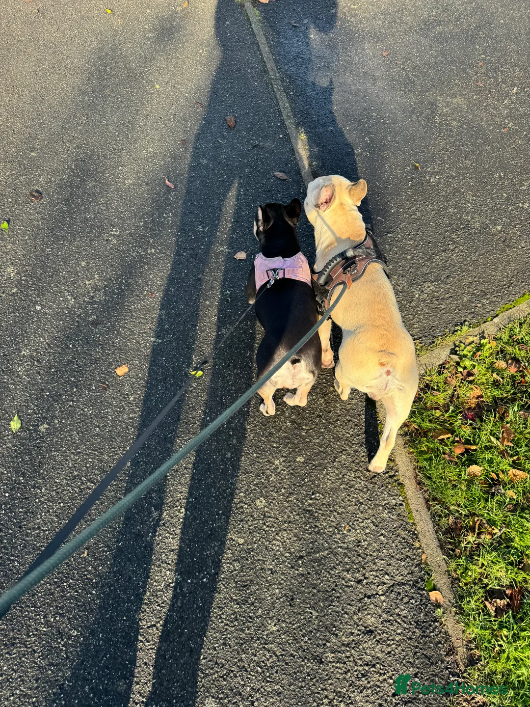 French Bulldog dogs for sale: Looking for forever home - Advert 2