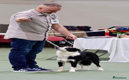 Border Collie dogs for sale: Champion line puppies  - Image 14