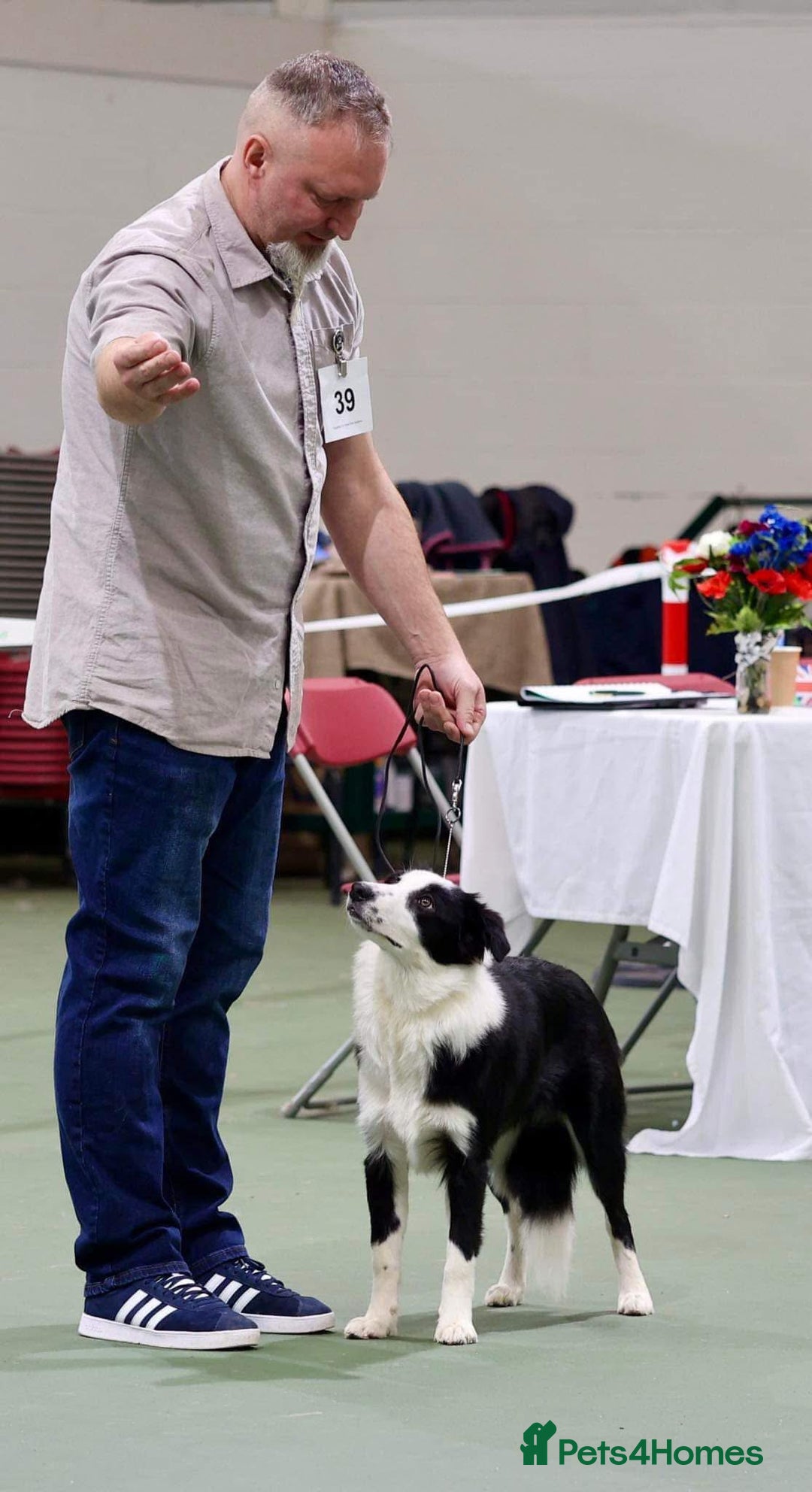 Border Collie dogs for sale: Champion line puppies  - Image 14