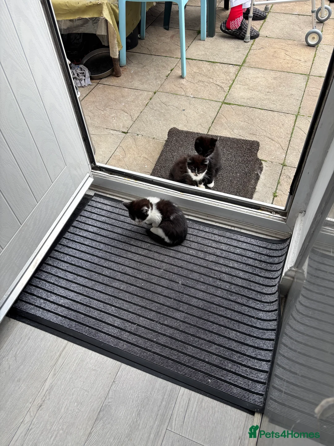 Mixed Breed cats for sale: 11 week old kittens available - Advert 6