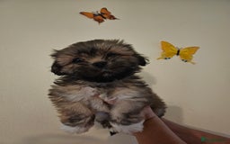 Lhasa Apso dogs for sale: Lovely pedigree puppys - Image 11