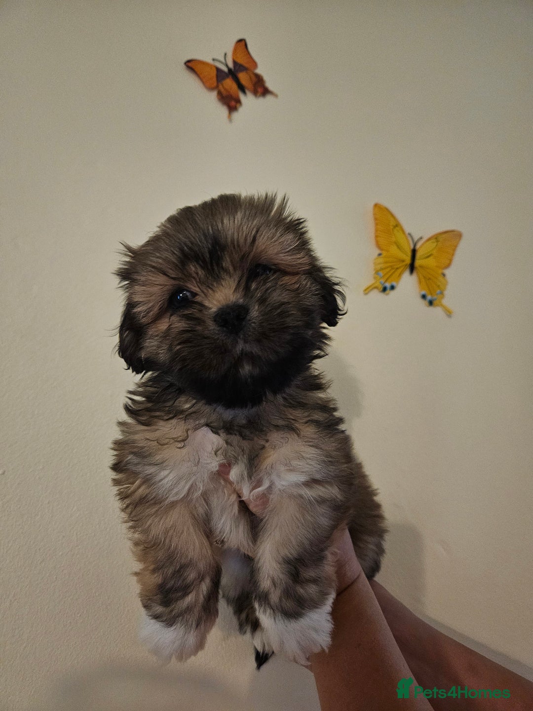 Lhasa Apso dogs for sale: Lovely pedigree puppys - Image 11