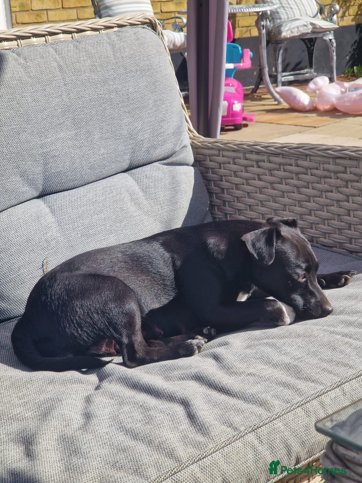 Patterdale Terrier dogs Patterdale Male puppies  - Advert 1