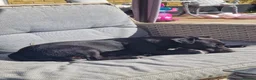 Patterdale Terrier dogs for sale: Patterdale Male puppies  in Ingatestone - Advert 1