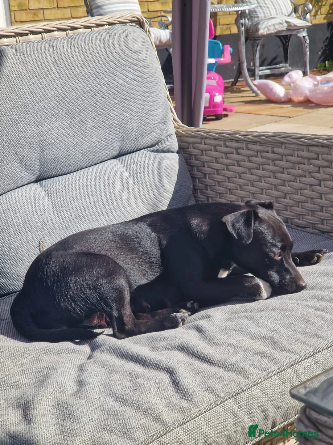 Patterdale Terrier dogs for sale: Patterdale Male puppies  in Ingatestone - Advert 1
