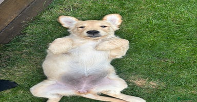 Golden Retriever dogs - Advert 10