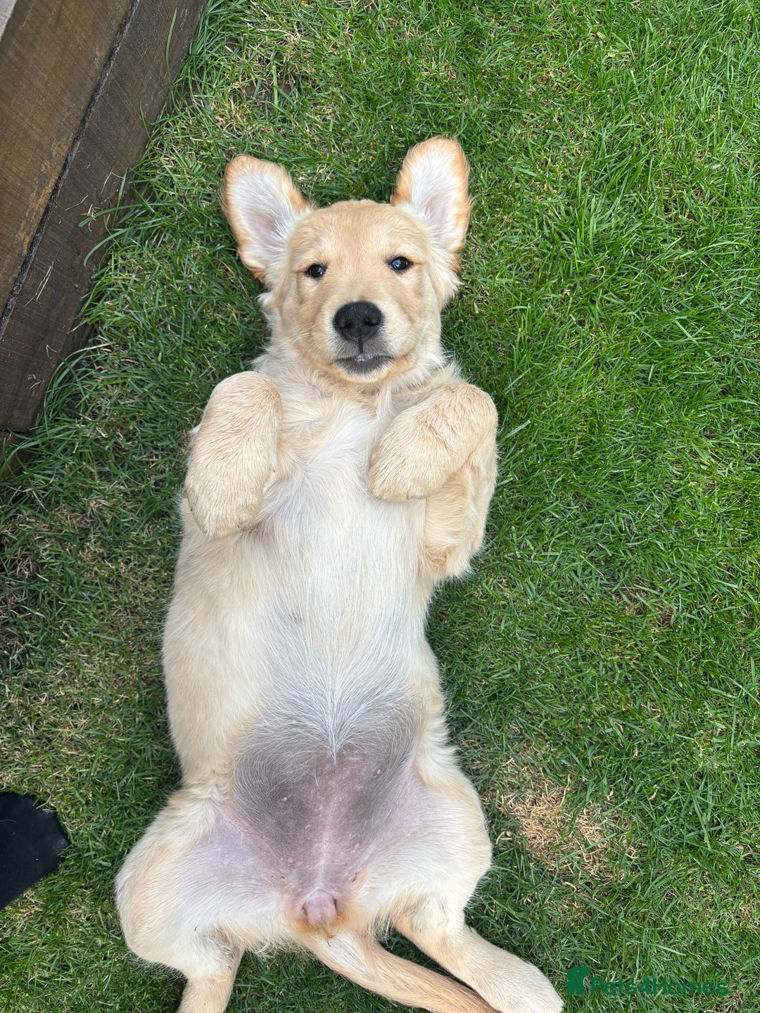 Golden Retriever dogs for sale: Ready now - Golden Retriever Puppies  - Image 5
