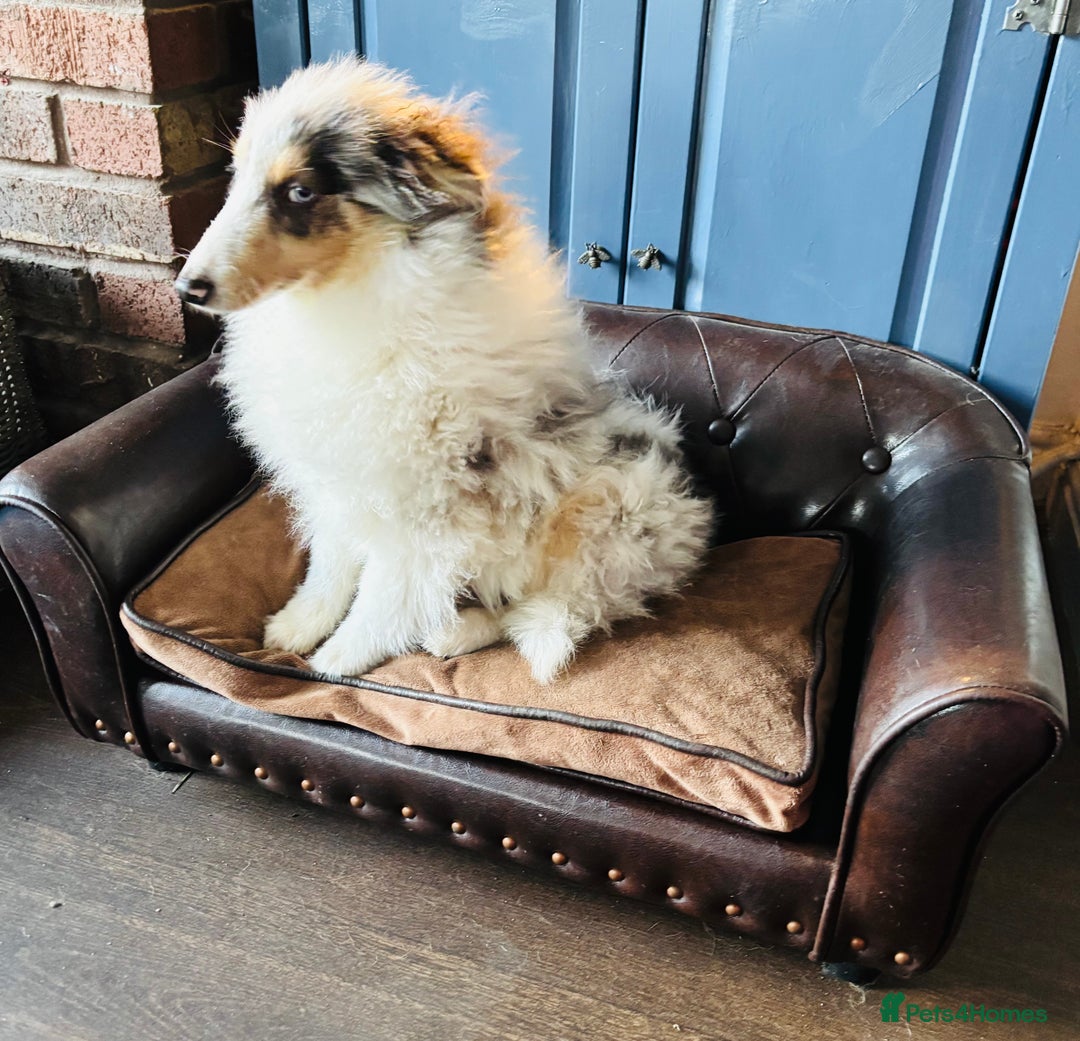 Shetland Sheepdog dogs for sale: Beautiful blue Merle boy puppy  - Advert 7