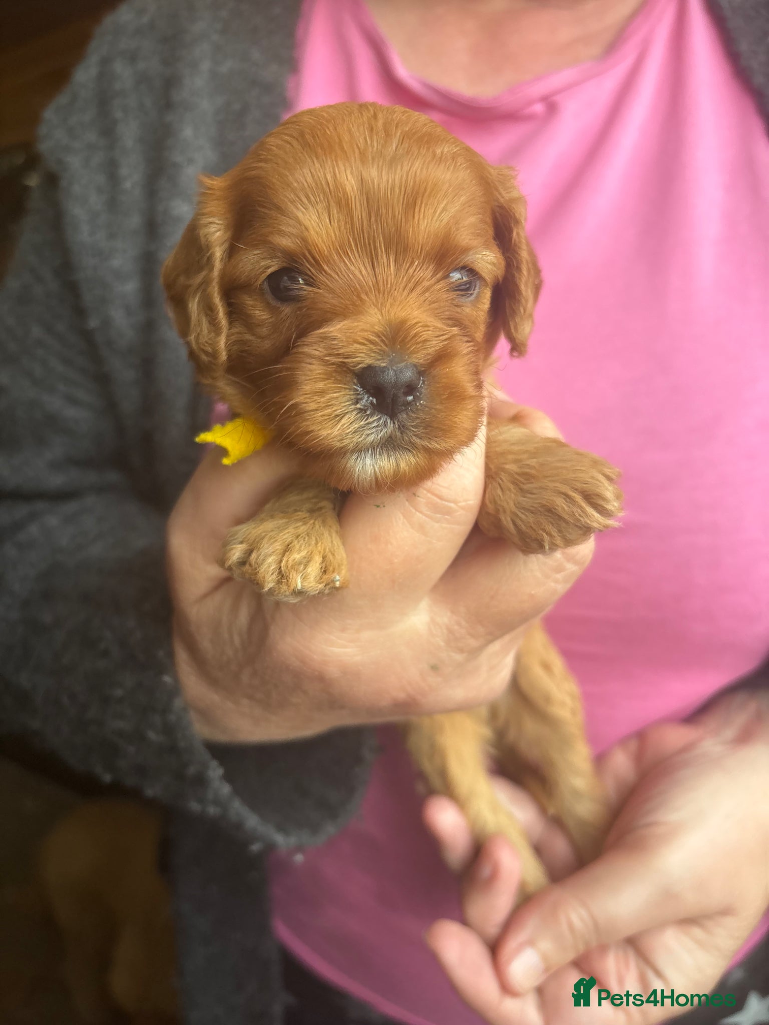 Cavapoo dogs Cavapoo puppies  - Advert 2