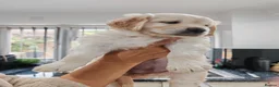 Golden Retriever dogs for sale: Mark Flanagan & Valerie Rochard  - Advert 35