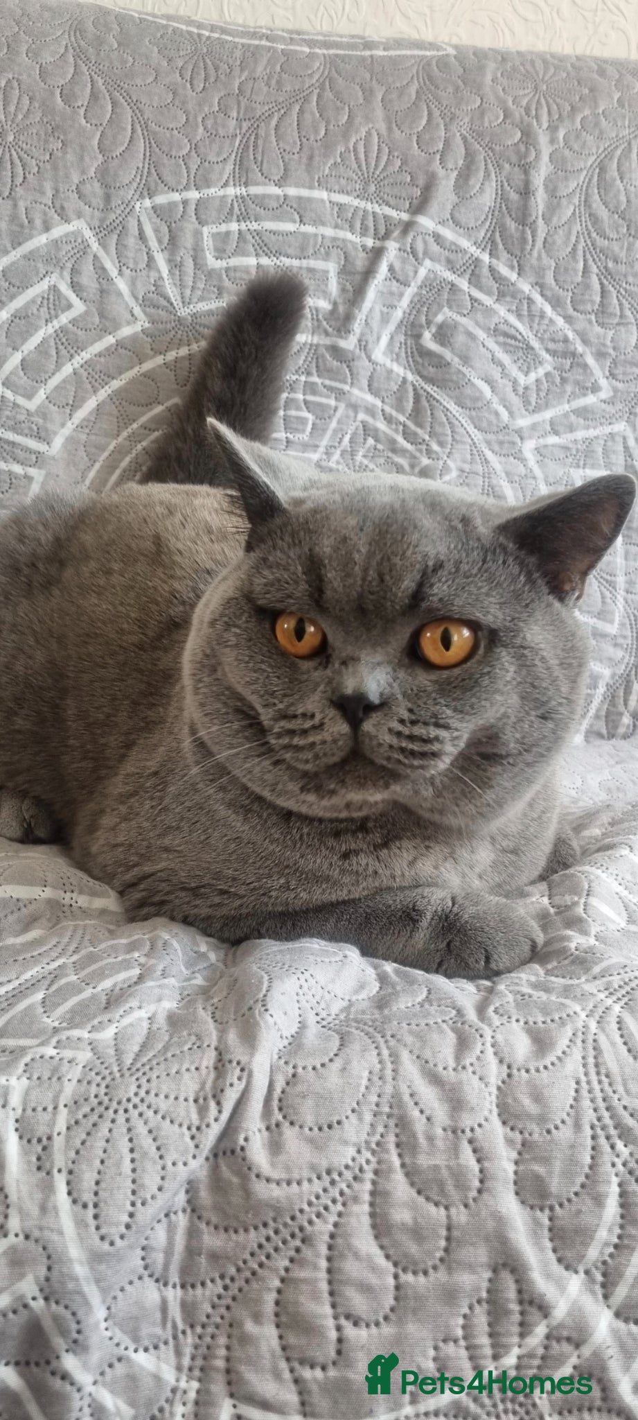 British Shorthair cats British short hear boy for stud, not for sale - Advert 2