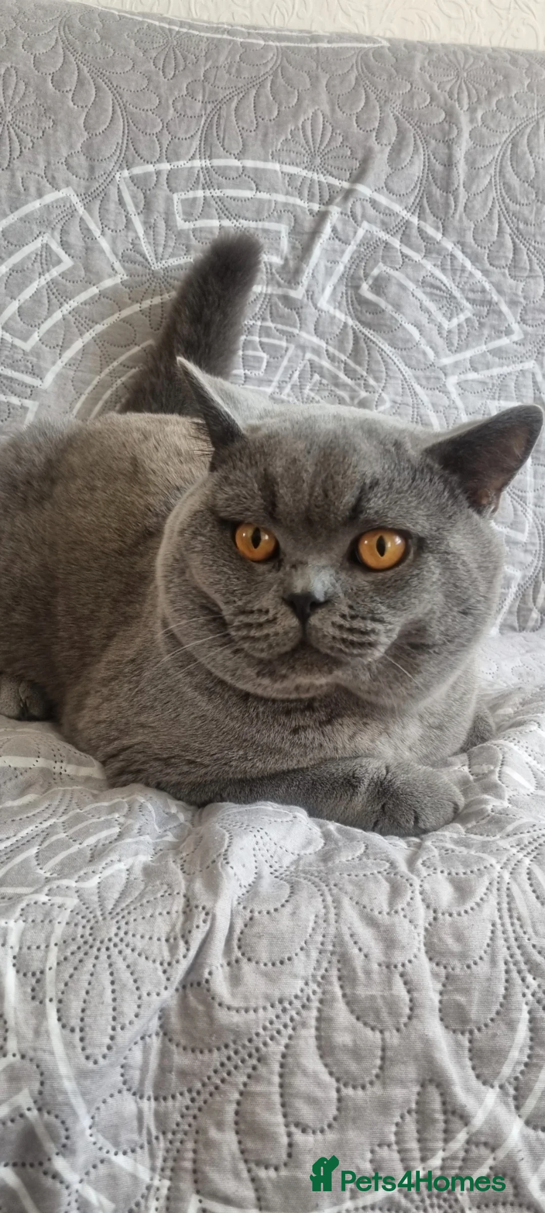 British Shorthair cats for stud: British short hear boy for stud, not for sale - Advert 1