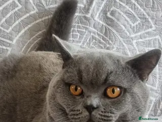 British Shorthair cats British short hear boy for stud, not for sale - Advert 2