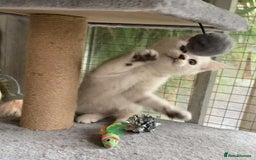 British Shorthair cats for sale: BSH quality Silvers - Advert 4