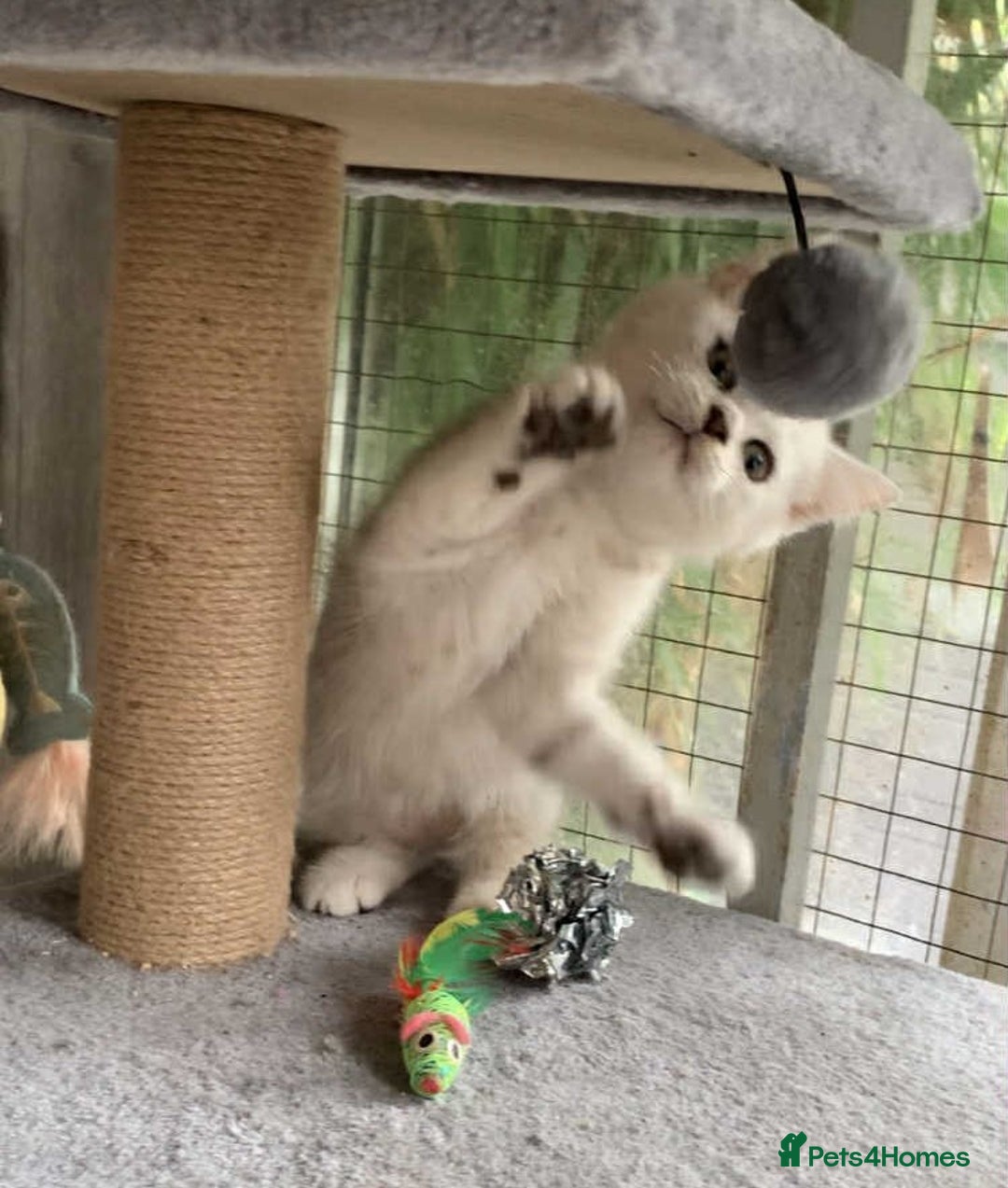 British Shorthair cats for sale: BSH quality Silvers - Advert 4