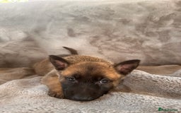 Belgian Shepherd Dog dogs for sale: Dutch Herder Puppies  - Image 12