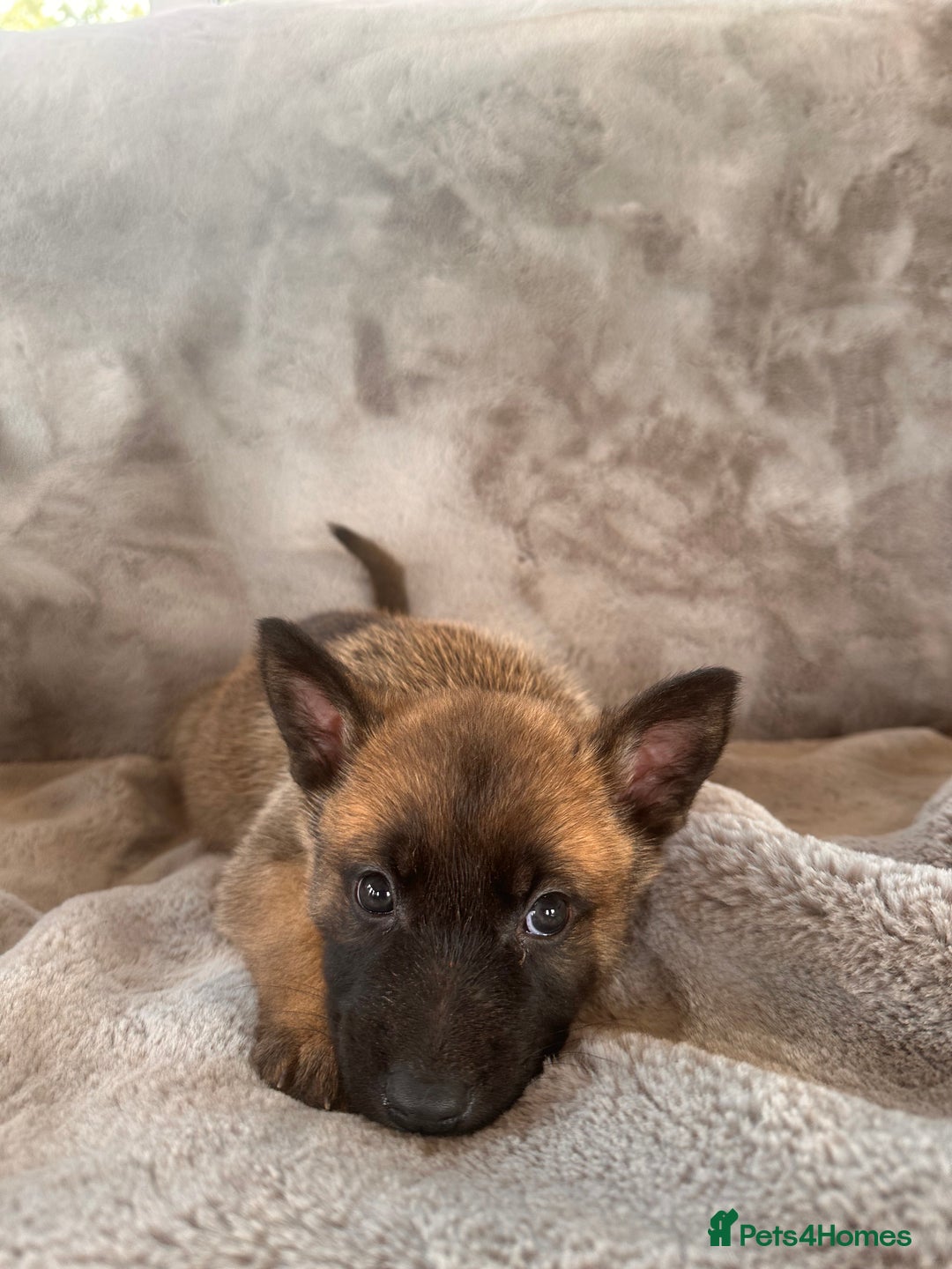 Belgian Shepherd Dog dogs for sale: Dutch Herder Puppies  - Image 12