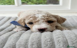 Cavapoochon dogs for sale: Cavapoochon puppies  - Image 8