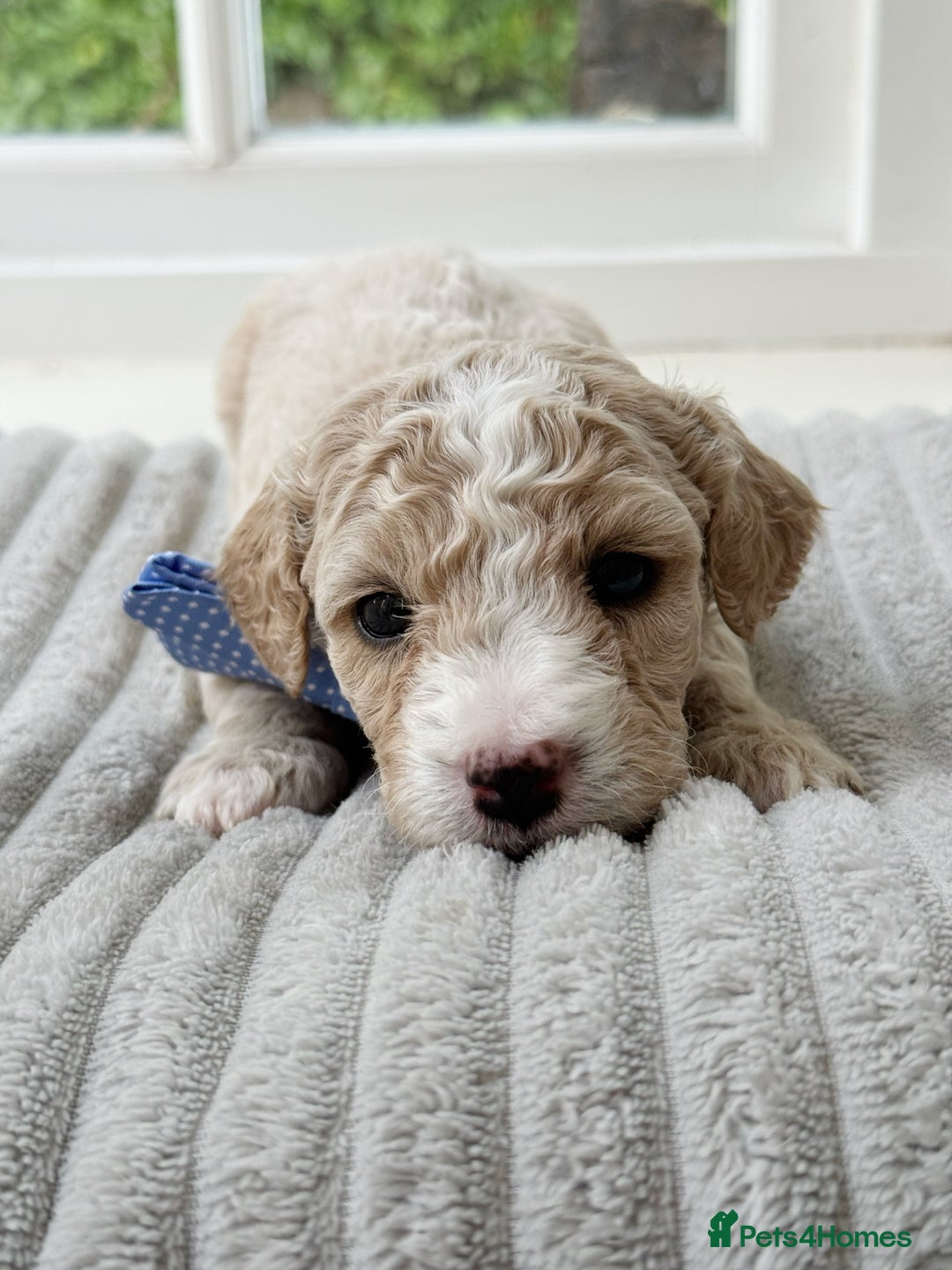 Cavapoochon dogs for sale: Cavapoochon puppies  - Image 8