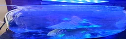 Bettas fish for sale: Purple Betta, 4 Corydoras, Catfish and Apple snail - Advert 5