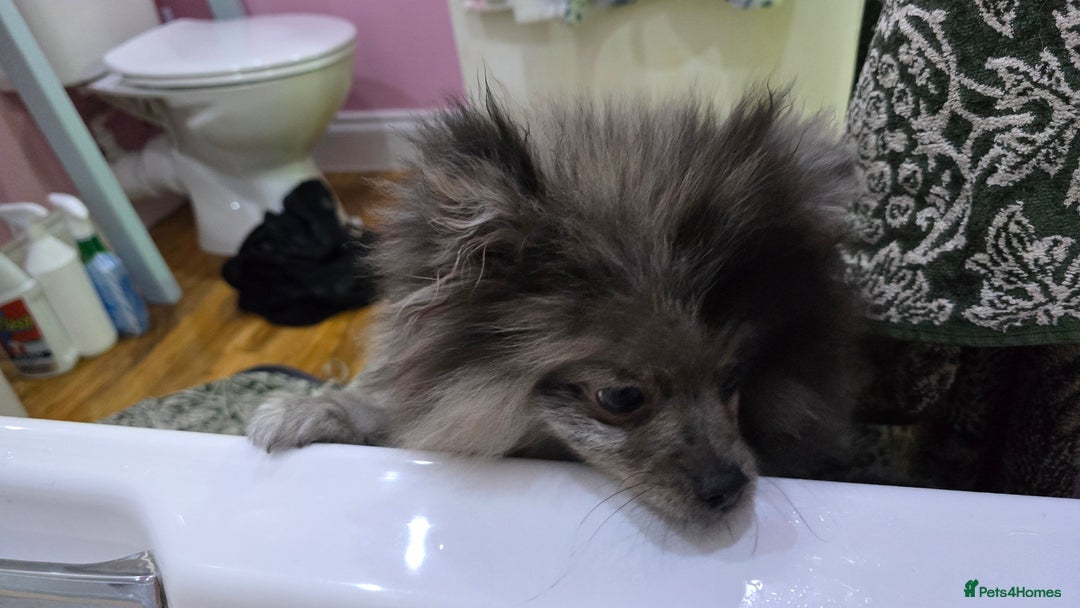 Pomeranian dogs for sale: Black merle female Pomeranian - Advert 3