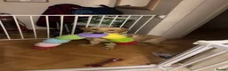 Labrador Retriever dogs for stud: Male for stud  - Advert 4