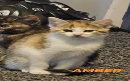 British Shorthair cats for sale: 🐱Four  Sisters Looking for Their Forever Homes!  - Image 28