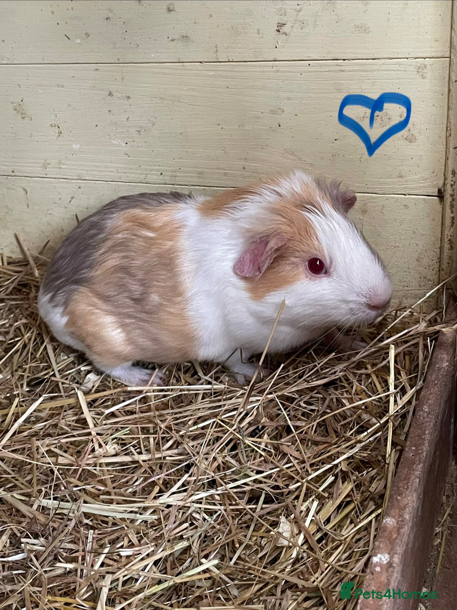 Guinea Pig rodents Baby Guinea pig boars available now - Advert 2