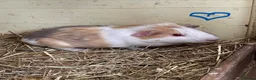 Guinea Pig rodents for sale: Baby Guinea pig boars available now - Advert 1