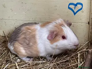 Guinea Pig rodents Baby Guinea pig boars available now - Advert 2