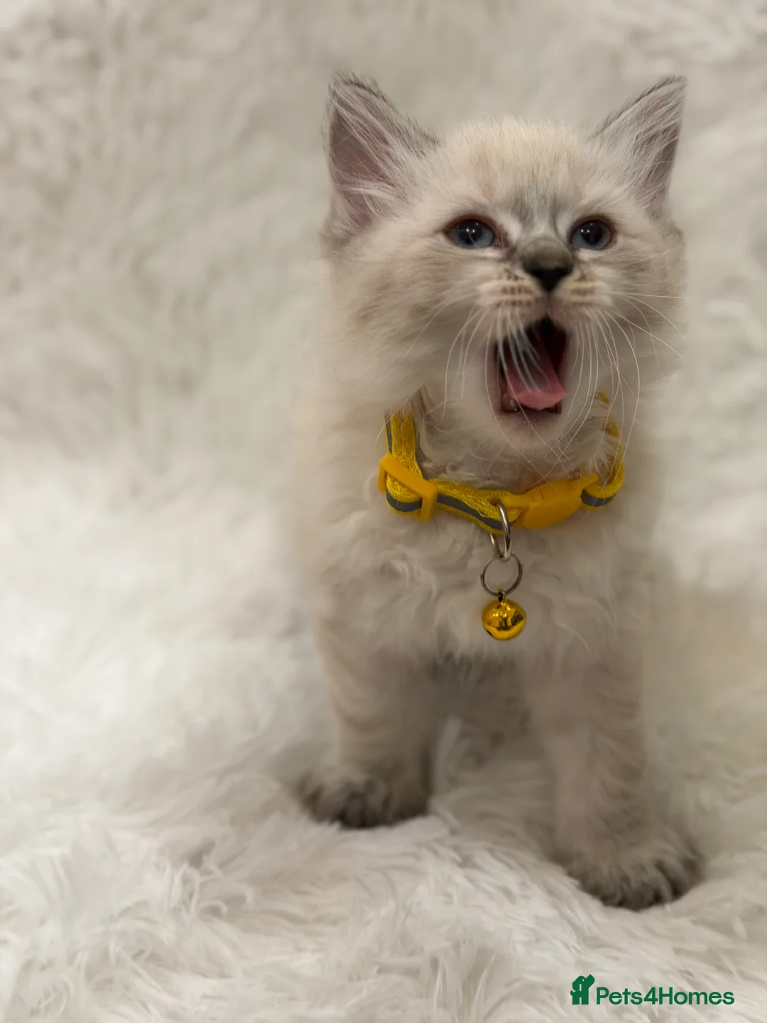 Ragdoll cats for sale: Pure ragdolls  - Advert 7