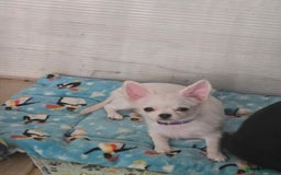 Chihuahua dogs for sale: 3 Handsome (KC) Chihuahua boys left (New photos) - Image 35