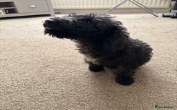 Bedlington Terrier dogs for sale: Bedlington terrier puppies  - Advert 6