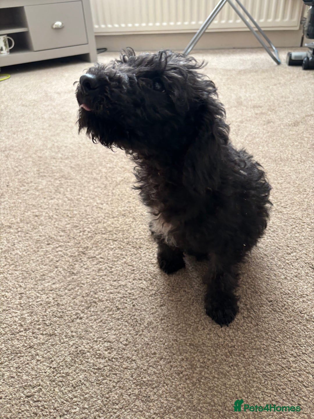 Bedlington Terrier dogs for sale: Bedlington terrier puppies  - Advert 6