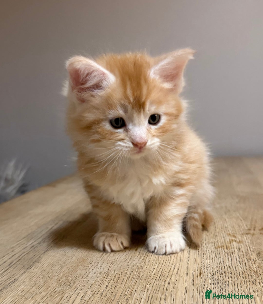 Maine Coon cats for sale: Stunning Maine Coon cross kittens - Advert 2