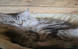 Maine Coon cats for sale: Maine Coon Black Silver Russian Lines - Image 7