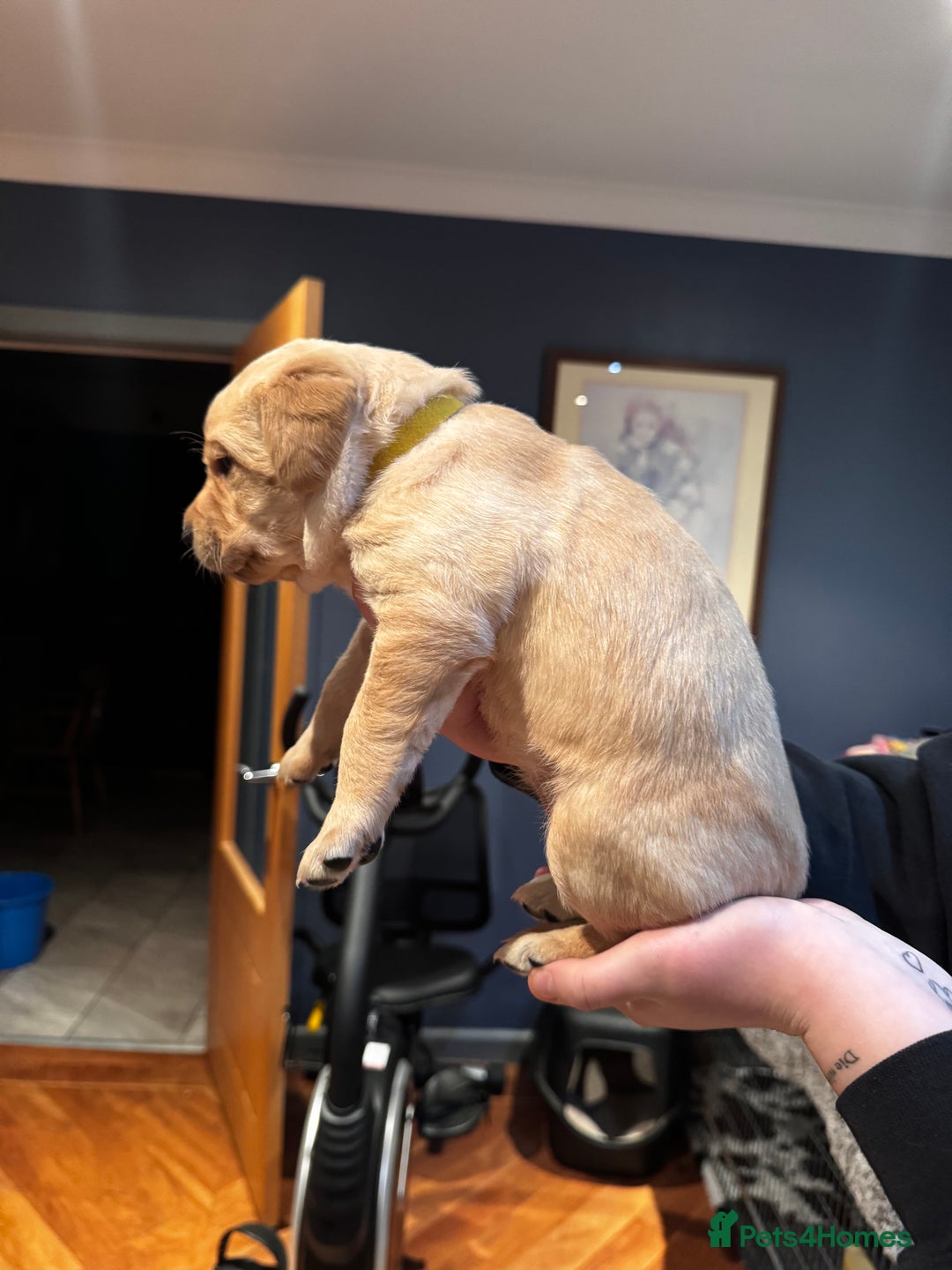 Labrador Retriever dogs for sale: Chunky Labrador puppies  - Advert 3