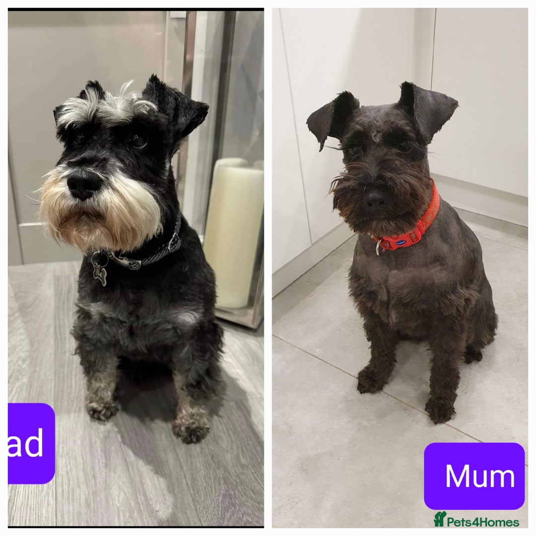Miniature Schnauzer dogs for sale: KC Miniature Schnauzer Puppies ready in January - Advert 2