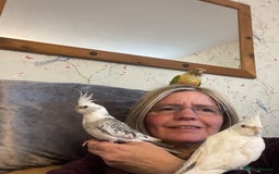 Cockatiels birds for sale: Cockatiels all tame - Image 11