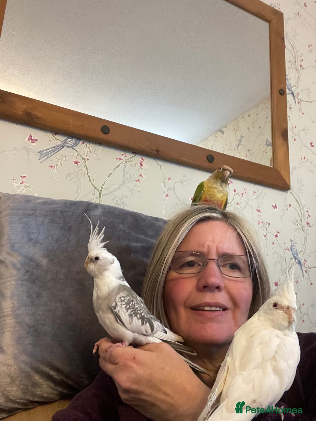 Cockatiels birds for sale: Cockatiels all tame - Image 11