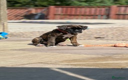 Boxer dogs for sale: Only 1 remaining! KC Boxer Puppies - Image 16