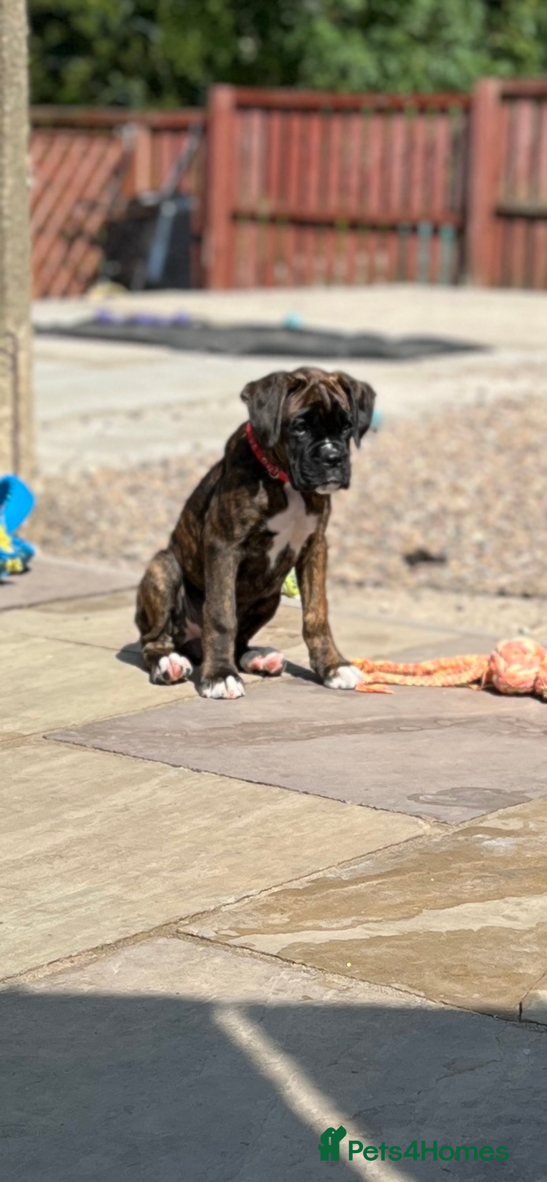 Boxer dogs for sale: Only 1 remaining! KC Boxer Puppies - Image 16