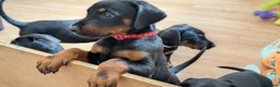 Dobermann dogs for sale: KC registered litter of 5 Dobermann puppies - Advert 21