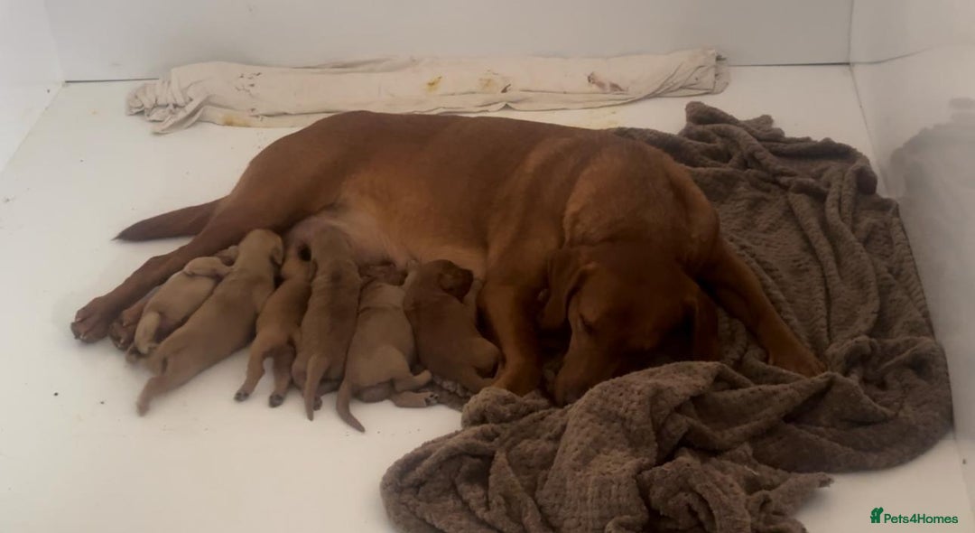 Labradoodle dogs for sale: Absolutely beautiful Labradoodles - Advert 1