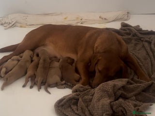 Labradoodle dogs Absolutely beautiful Labradoodles - Advert 1