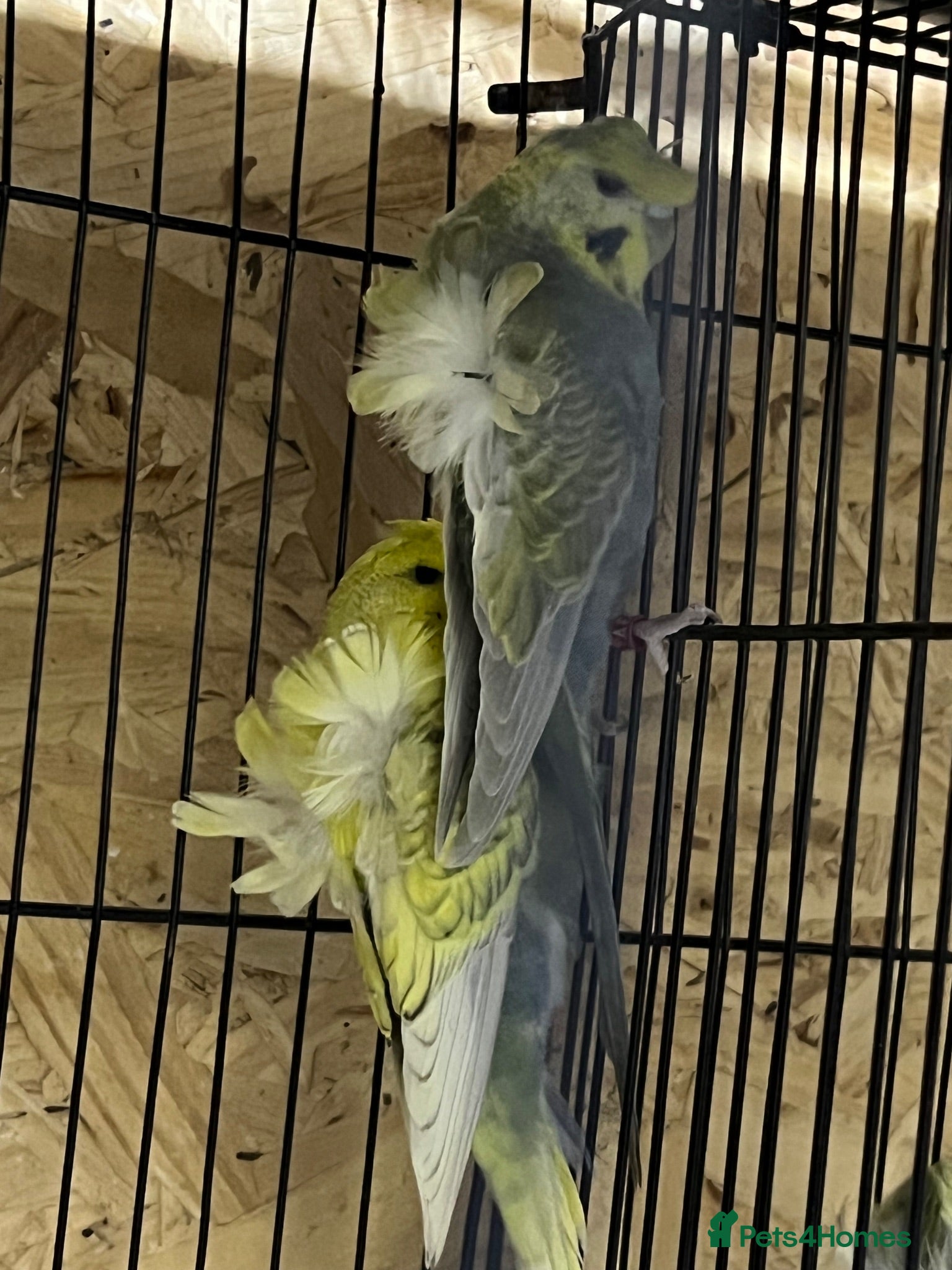 Budgerigars birds Young pair  hogo budgies 7 month  - Advert 2