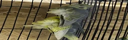 Budgerigars birds for sale: Young pair  hogo budgies 7 month  - Advert 2
