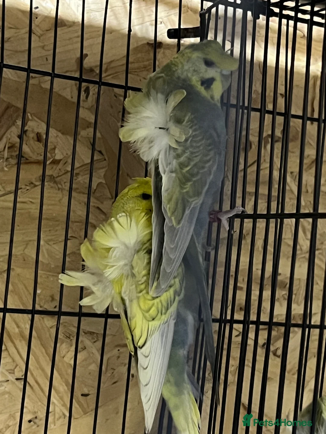 Budgerigars birds for sale: Young pair  hogo budgies 7 month  - Advert 2