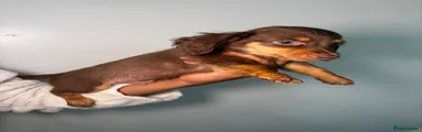 Dachshund 1