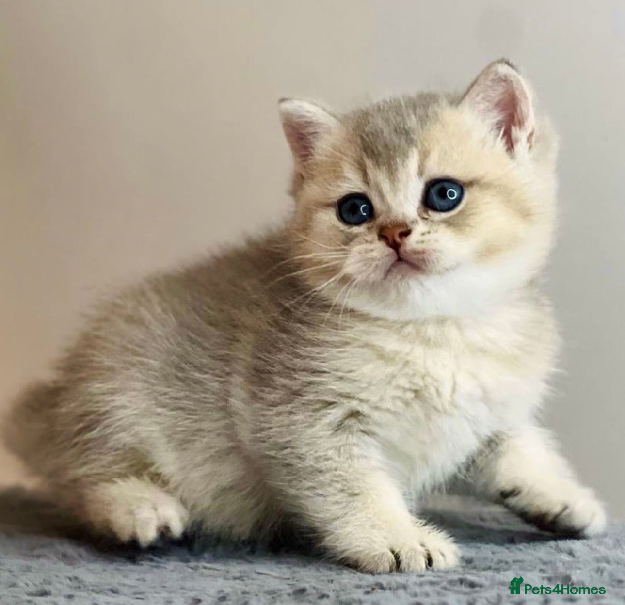 British Shorthair cats Beautiful AY11 blue golden British shorthair - Advert 5